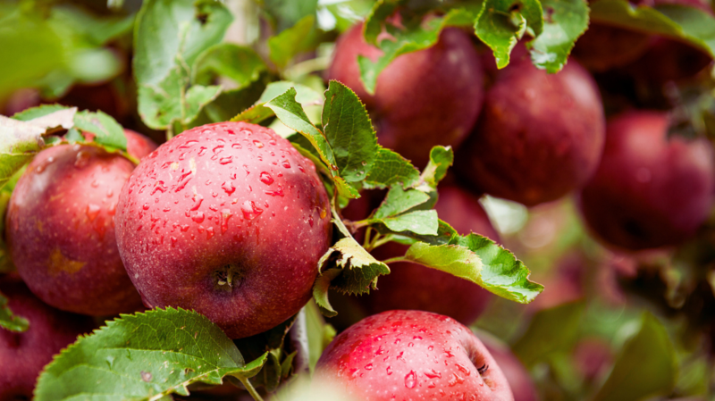 Apple Orchard